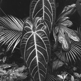 Leaves, Hilo, 1979 Photographie par Brett Weston