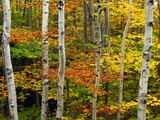 Birke und Ahorn im Herbst Fotografie-Druck von Darrell Gulin