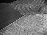 Aerial View of Pineapple and Sugacane Fields Photographie par Charles E. Rotkin