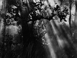 Sunbeams in Trees Fotografie-Druck von Brett Weston