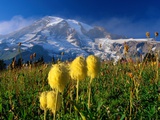 Wildflowers Blooming Beneath a Snowy Mountain Photographic Print by Richard Cummins