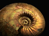 Late Jurassic Fossil Photographic Print by Layne Kennedy