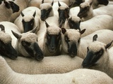 Animals at Findon Sheep Fair Photographic Print by Roger Wilmshurst