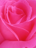 Red Rose Petals Photographic Print by John McAnulty