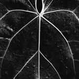 Veins of a Leaf Photographic Print by Brett Weston