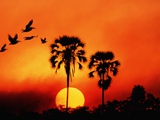 Ivory Palm and Pelicans at Sunset in Botswana Photographic Print