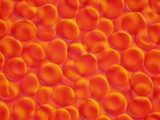 Red Blood Cells Lámina fotográfica
