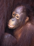 Bébé orang-outang Photographie par Theo Allofs
