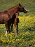 Arabian Mare and Foal Photographic Print by Tom Brakefield
