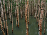 Mangrove Forest at High Tide Photographie par Theo Allofs