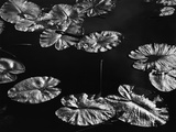 Lily Pads, 1968 Photographic Print by Brett Weston