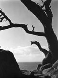 Point Lobos Cypress Photographic Print by Brett Weston