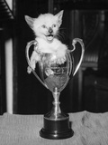 Siamese Kitten in a Trophy Cup Photographic Print