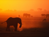 Elephant Herd Silhouetted Against Orange Sky Photographie par Theo Allofs