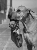 Great Dane Holding Chihuahua in Purse Fotografisk trykk av Bettmann Great Dane Holding Chihuahua in Purse Fotografisk trykk av Bettmann