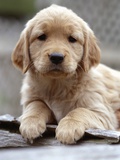 Golden Retriever Puppy Photographic Print