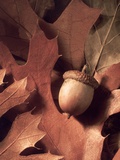 Autumn Acorns and Leaves Photographic Print by William Whitehurst