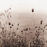 Grasses by the Ocean Photographic Print by Ariel Ruiz I Altaba