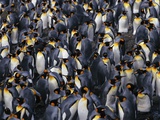 King Penguin Colony Photographic Print by John Conrad