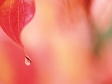 Dewdrop in the fall Photographie par Craig Tuttle