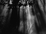 Sunbeams in Trees Fotografie-Druck von Brett Weston