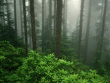 Old Growth Forest Photographic Print by Charles Mauzy