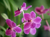 Purple Orchid Photographic Print by Kevin R. Morris