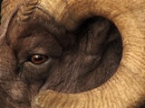 Head of American Bighorn Sheep Photographic Print by Mary Ann McDonald