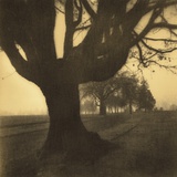 Old Oak Tree on Tree Lined Road Photographic Print by Kevin Cruff