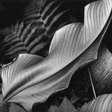 Leaf, 1979 Photographie par Brett Weston