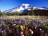 Wildflower Meadow and Mount Rainier Photographie par Craig Tuttle