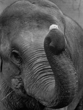Mouse Balancing on Elephant's Trunk Photographie par Bettmann 
