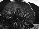 Yucca and Boulders Photographic Print by Brett Weston