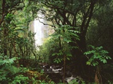 Waimoku Falls and Forest Photographic Print by George H.H. Huey