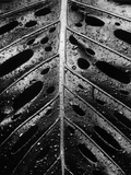 Wet Leaf by Brett Weston Photographic Print by Brett Weston
