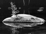 Rock and Sapling in Sierra Lake Photographic Print by Brett Weston