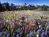 Wildflower Meadow and Tatoosh Range Photographie par Craig Tuttle