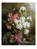 Still Life of Azaleas Giclee Print by Annie Feray Mutrie
