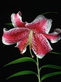 Lilium auratum Hybrid Photographic Print by Peter Smithers