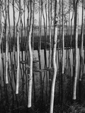 Trees in Shallow Water Photographic Print by Brett Weston