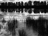 Reeds and Trees, France, 1960 Photographic Print by Brett Weston