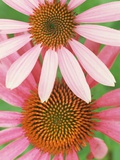 Pink Cone Flowers Close-Up Photographic Print by Richard Hamilton Smith