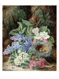 Lilac Blossom and a Bird's Nest Giclee Print by Oliver Clare