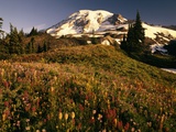 Wildflower Meadow Below Mount Rainier Photographic Print by Stuart Westmorland