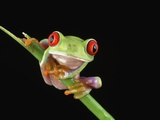 Red Eyed Tree Frog Photographic Print by Darren Maybury