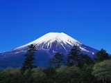Mount Fuji and Pine Trees Photographic Print