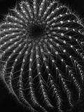 Cactus Photographie par Brett Weston