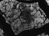 Cracked Mud Fotografie-Druck von Brett Weston
