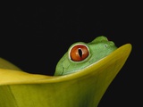Red-Eyed Tree Frog Photographic Print by David Northcott