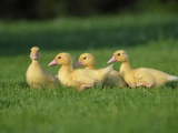Four Yellow Ducklings Photographic Print